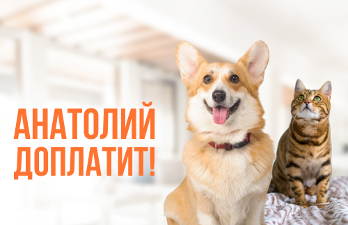 🔥Анатолий доплатит! Кастрация, стерилизация, обследование, чистка зубов для кошек и собак от 55р в "Vet House"